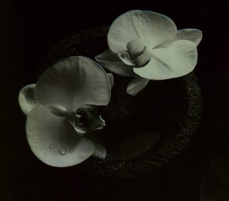 Mike Patton and Jean-Claude Vannier – CORPSE FLOWER